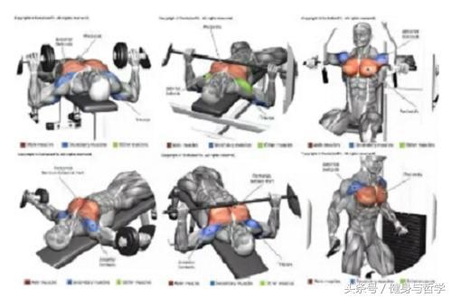 Kaiyun体育网站：健身图解+动作讲解+运动轨迹让健身爱好者一目了然(图3)