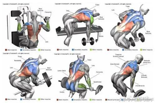 Kaiyun体育网站：健身图解+动作讲解+运动轨迹让健身爱好者一目了然(图6)