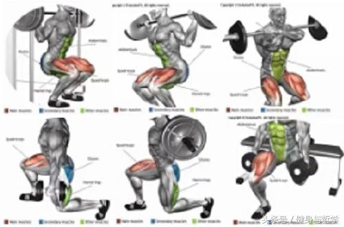 Kaiyun体育网站：健身图解+动作讲解+运动轨迹让健身爱好者一目了然(图13)