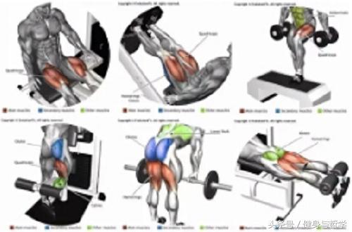 Kaiyun体育网站：健身图解+动作讲解+运动轨迹让健身爱好者一目了然(图14)