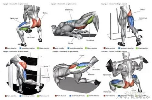 Kaiyun体育网站：健身图解+动作讲解+运动轨迹让健身爱好者一目了然(图19)