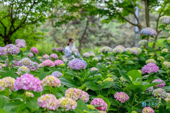 Kaiyun体育网站：一起来打卡“健步走”线路景点解锁“出片”关键词(图4)